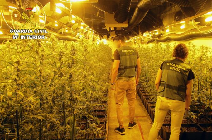 Sucesos.-Guardia Civil detiene a una persona con más de 2.000 plantas de marihuana en una nave industrial de San Javier Sucesos.-Guardia Civil detiene a una persona con más de 2.000 plantas de marihuana en una nave industrial de San Javier