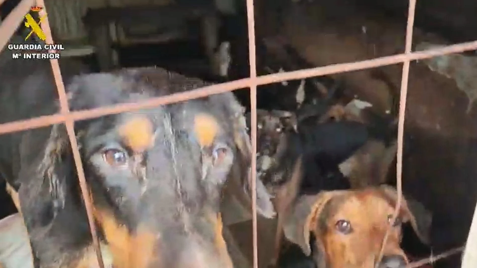La Guardia Civil rescata 52 perros hacinados en condiciones de insalubridad en Arganda