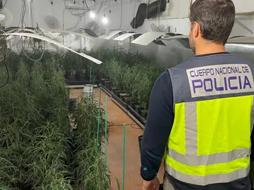 La Policía Nacional desmantela una plantación indoor de marihuana en un caserío de Mundaka MUNDAKA (BIZKAIA), 24/10/2025.- Agentes de la Unidad de Drogas y Crimen Organizado de la Jefatura Superior de Policía Nacional del País Vasco procedieron el pasado día 16 de octubre de 2025 a la entrada y registro en un caserío en la localidad de Mundaka (Bizkaia), interviniendo un total de 268 plantas de marihuana y procediendo a la detención de una persona como presunto autor de un delito contra la salud pública, concretamente por tráfico de drogas, así como una defraudación del fluido eléc...