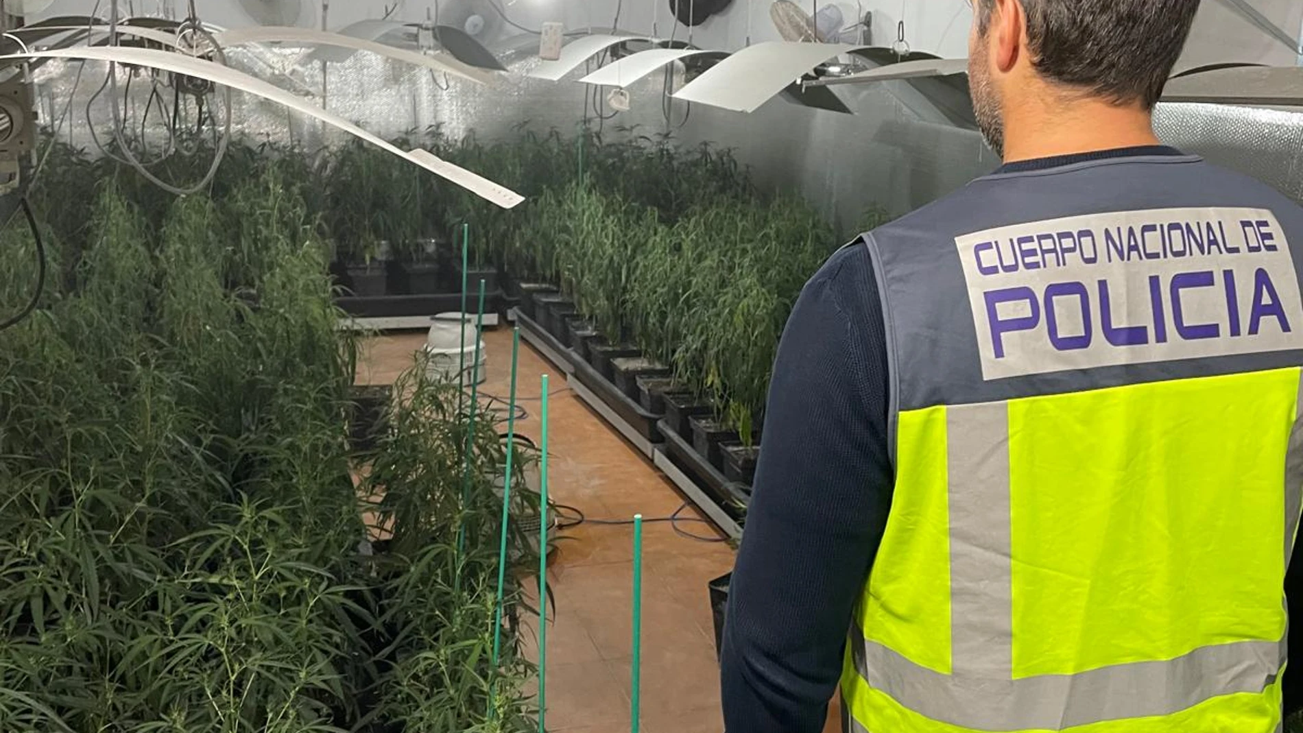 MUNDAKA (BIZKAIA), 24/10/2025.- Agentes de la Unidad de Drogas y Crimen Organizado de la Jefatura Superior de Policía Nacional del País Vasco procedieron el pasado día 16 de octubre de 2025 a la entrada y registro en un caserío en la localidad de Mundaka (Bizkaia), interviniendo un total de 268 plantas de marihuana y procediendo a la detención de una persona como presunto autor de un delito contra la salud pública, concretamente por tráfico de drogas, así como una defraudación del fluido eléc...