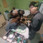 Reintroducida en el medio natural la osezna Alba, tras su adaptación los últimos tres meses en el recinto de aclimatación de osos pardos de la Junta de Castilla y León en Valsemana, León