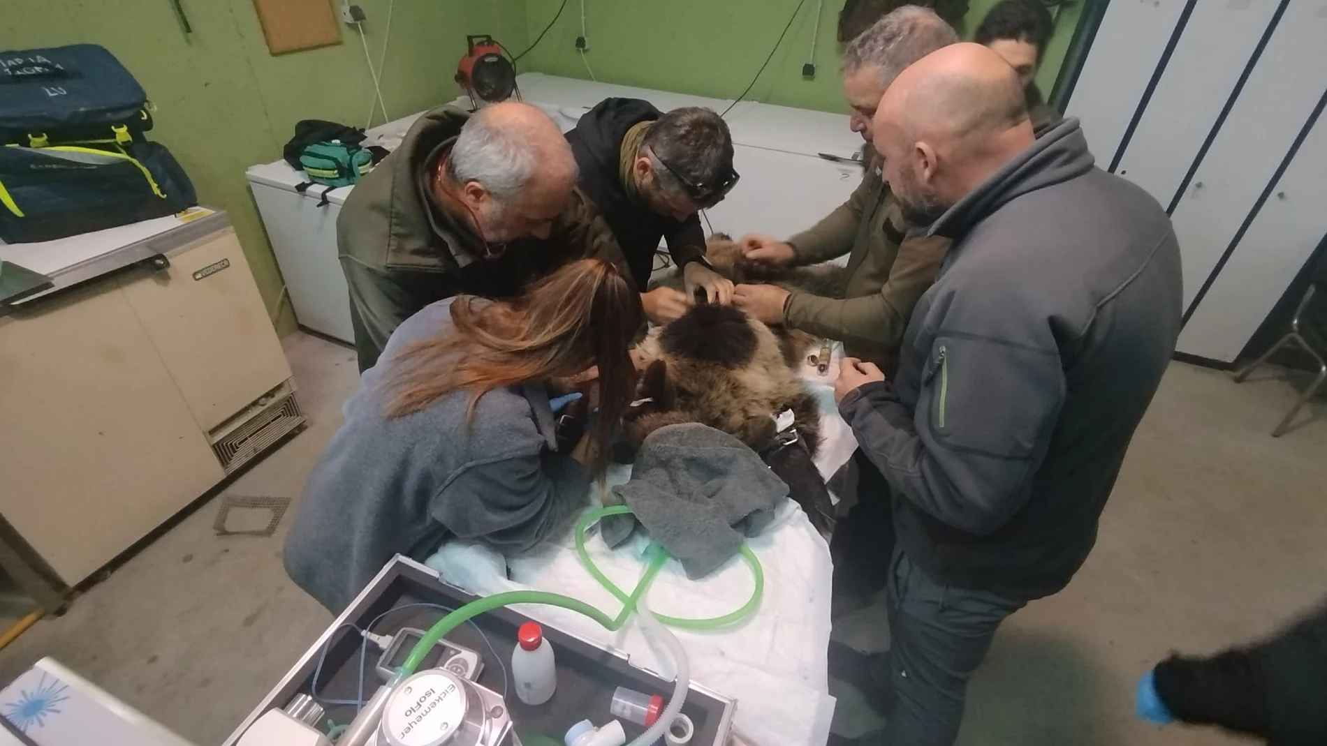 Reintroducida en el medio natural la osezna Alba, tras su adaptación los últimos tres meses en el recinto de aclimatación de osos pardos de la Junta de Castilla y León en Valsemana, León REMITIDA / HANDOUT por JCYL Fotografía remitida a medios de comunicación exclusivamente para ilustrar la noticia a la que hace referencia la imagen, y citando la procedencia de la imagen en la firma 25/10/2025