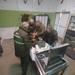 Liberan a la osezna Alba tras un proceso de recuperación de seis meses en Cantabria y León