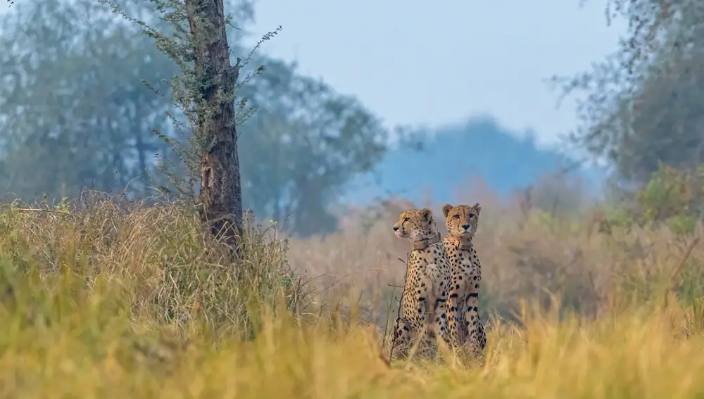 El Safari del Guepardo en el Parque Nacional Kuno, ha reintroducido a esta especie emblemática en la India después de décadas