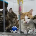 XX Salón para la Adopción de Animales de Compañía de la Comunidad de Madrid