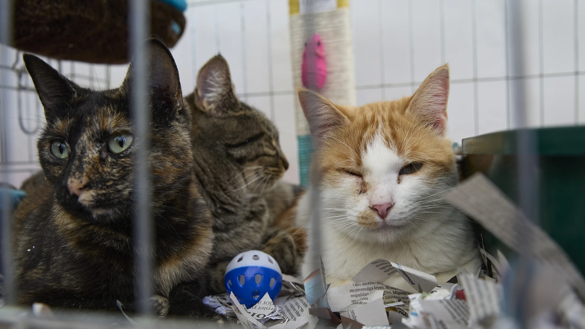 XX Salón para la Adopción de Animales de Compañía, en la explanada de Puente del Rey (Madrid Río), a 26 de octubre de 2025, en Madrid (España). El Salón busca fomentar la tenencia responsable y sensibilizar sobre el bienestar de perros y gatos en sus hogares y este año cuenta con 50 carpas, 26 para las asociaciones y administraciones públicas, 20 para promover la adopción de perros y otras 4 para gatos. En ellas se puede dialogar con expertos que ofrecen consejos e informan sobre el gasto eco...