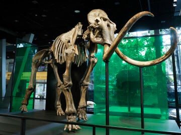 CosmoCaixa incorpora a su colección un esqueleto de mamut lanudo