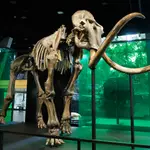 CosmoCaixa incorpora a su colección un esqueleto de mamut lanudo