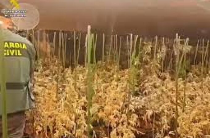 Desmantelada una plantación ‘indoor’ con 300 plantas marihuana en Sotillo de la Adrada (Ávila)