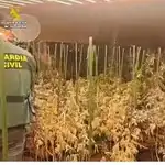 Desmantelada una plantación ‘indoor’ con 300 plantas marihuana en Sotillo de la Adrada (Ávila)