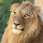 El león africano Amaru