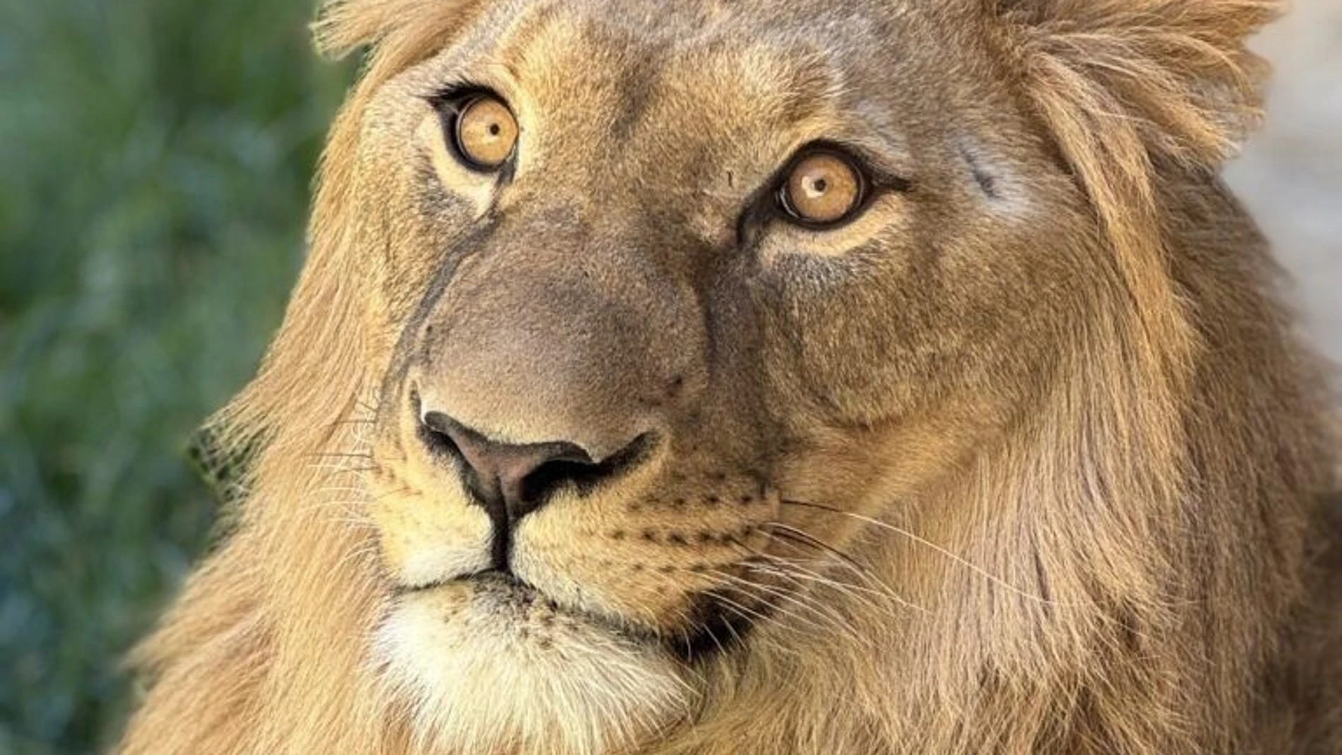 El león africano Amaru.REMITIDA / HANDOUT por OASYS MINIHOLLYWOODFotografía remitida a medios de comunicación exclusivamente para ilustrar la noticia a la que hace referencia la imagen, y citando la procedencia de la imagen en la firma29/10/2025