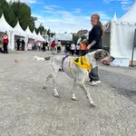 Madrid logra que cerca de 4.600 animales encuentren un hogar en 2025
