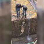 Rescate de un corzo en la Laguna Uña, en Cuenca