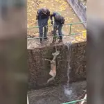 Rescate de un corzo en la Laguna Uña, en Cuenca