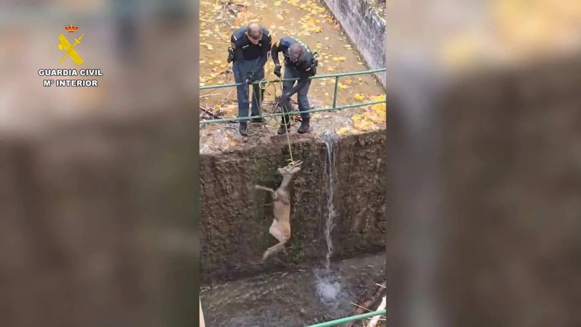 Rescate de un corzo en la Laguna Uña, en Cuenca