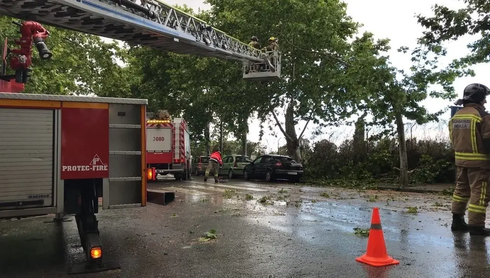 Cortada la avenida de Italia por la caída de un árbol por las rachas de viento