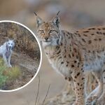 Fotografían al primer lince ibérico blanco documentado en España Fotografían al primer lince ibérico blanco documentado en España