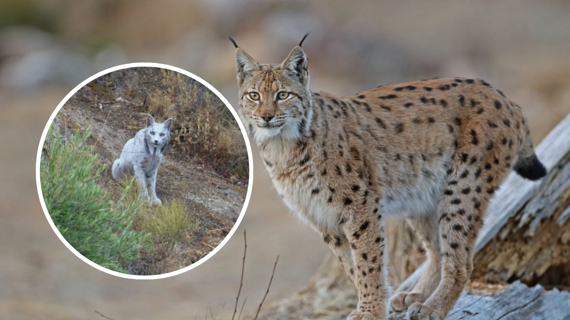 Fotografían al primer lince ibérico blanco documentado en España