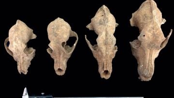 EXTREMADURA.-El Museo Arqueol&oacute;gico Provincial de Badajoz celebra otra edici&oacute;n de conferencias de oto&ntilde;o para acercar el patrimonio