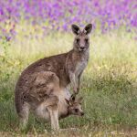 Los canguros son una especie de animal característico de Australia y Oceanía, y su estado salvaje no suele verse en ningún otro país del mundo