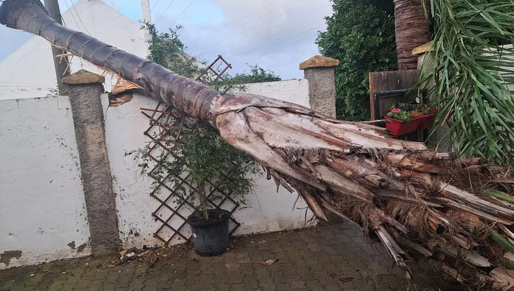 Un árbol caído tras el paso de una manga marina en Rota