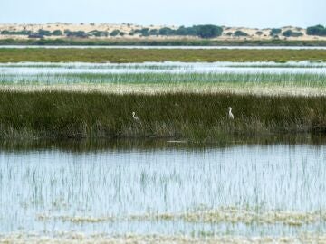 La marisma en el entorno del Parque Nacional de Doñana