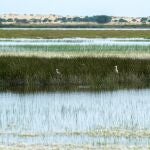 La marisma en el entorno del Parque Nacional de Do&ntilde;ana