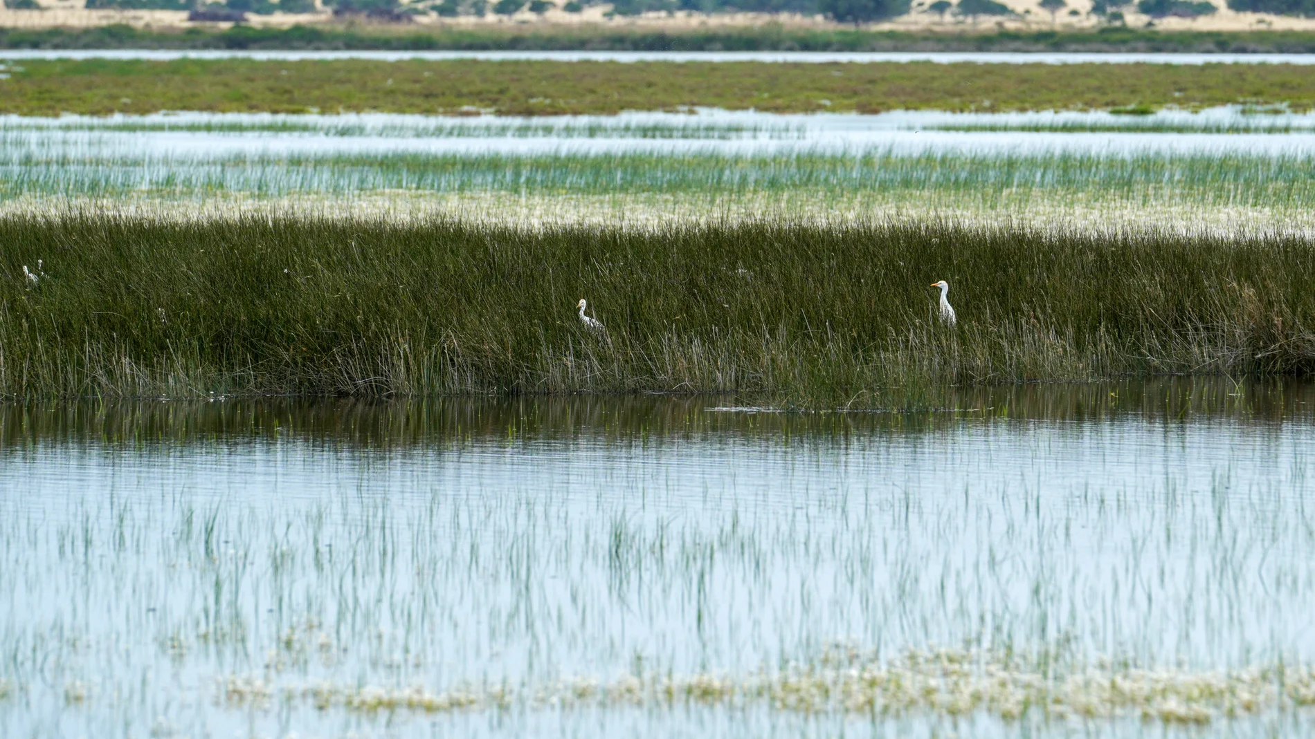 La marisma en el entorno del Parque Nacional de Doñana