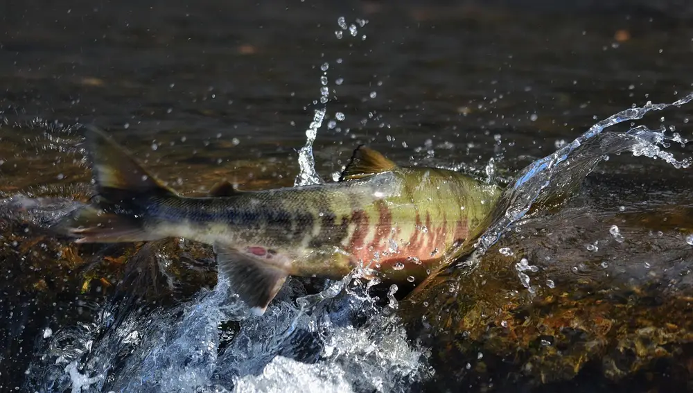 Salmón salvaje remontando un río