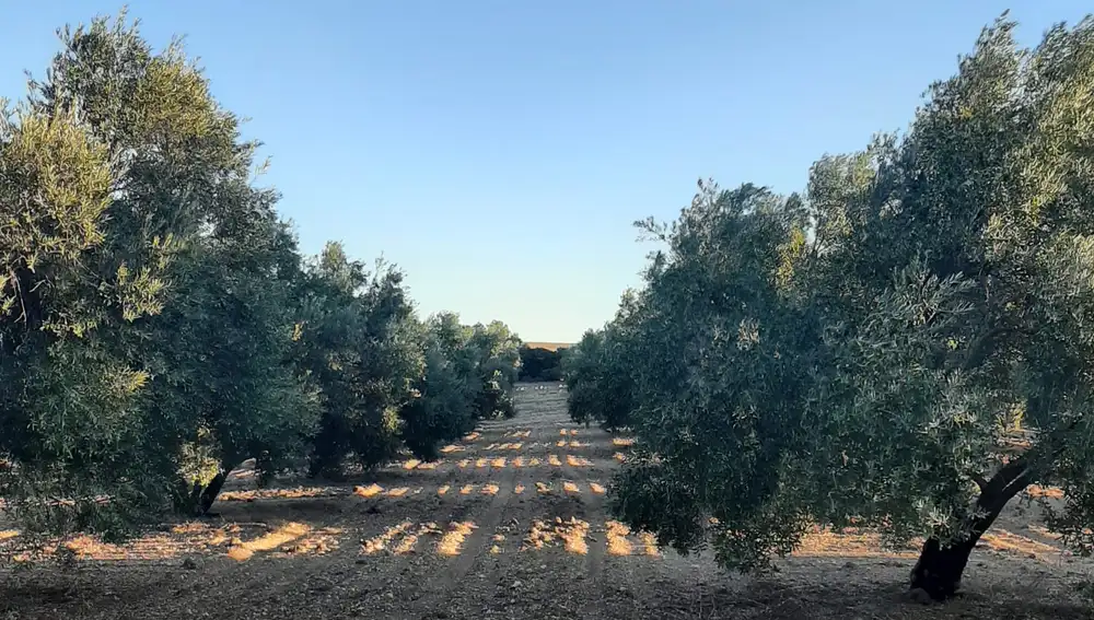 Olivar del Ventisquillo