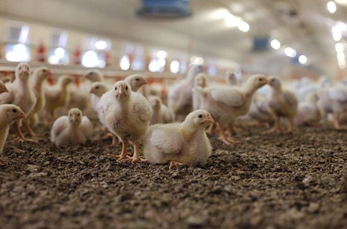 Greenpeace pide limitar el tamaño de explotaciones avícolas ante el riesgo de gripe aviar Greenpeace pide limitar el tamaño de explotaciones avícolas ante el riesgo de gripe aviar