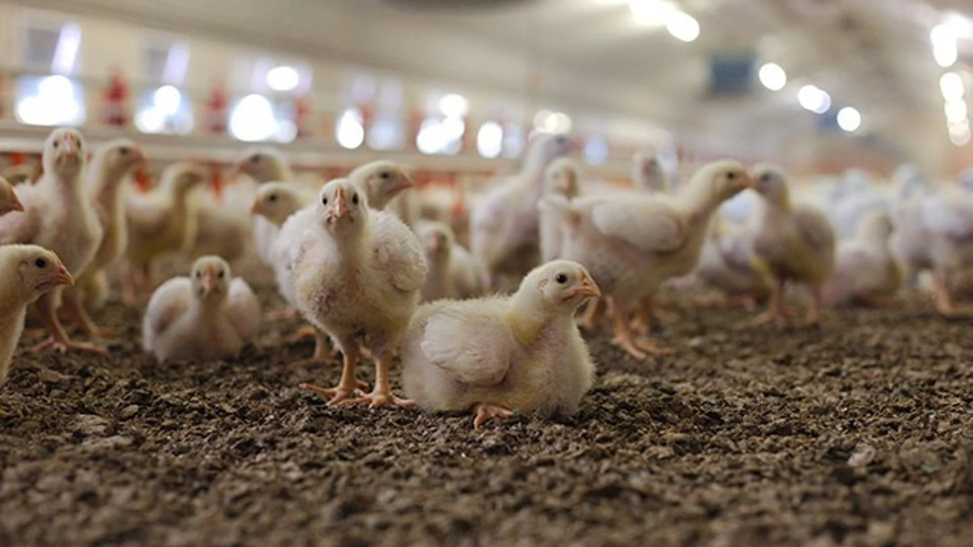 Greenpeace pide limitar el tamaño de explotaciones avícolas ante el riesgo de gripe aviar