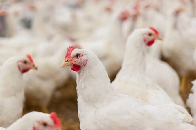 Más de mil aves han muerto en España por el virus H5N1. SEO/BirdLife lanza un mapa con los focos detectados y pide reforzar las medidas de prevención Más de mil aves han muerto en España por el virus H5N1. SEO/BirdLife lanza un mapa con los focos detectados y pide reforzar las medidas de prevención