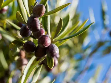 El Olivar del Lentisquillo El Olivar del Lentisquillo