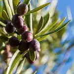 El Olivar del Lentisquillo