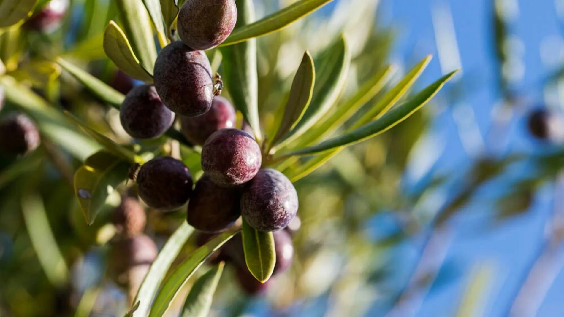 El Olivar del Lentisquillo