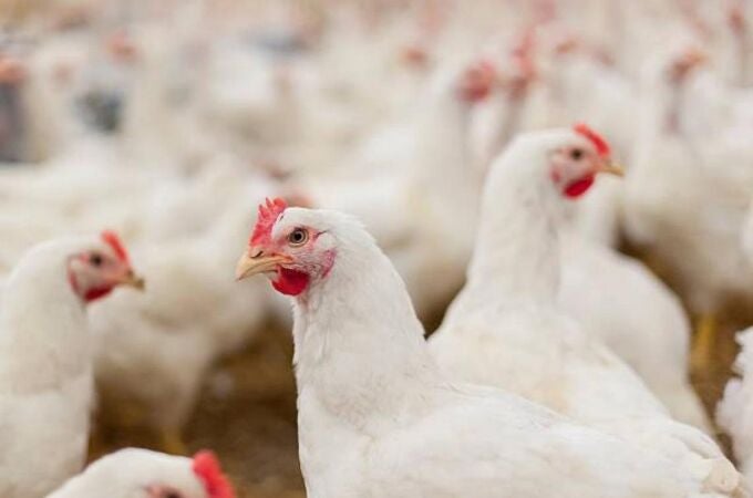 La gripe aviar remitirá en "máximo tres semanas" y no afectará a la cadena alimentaria