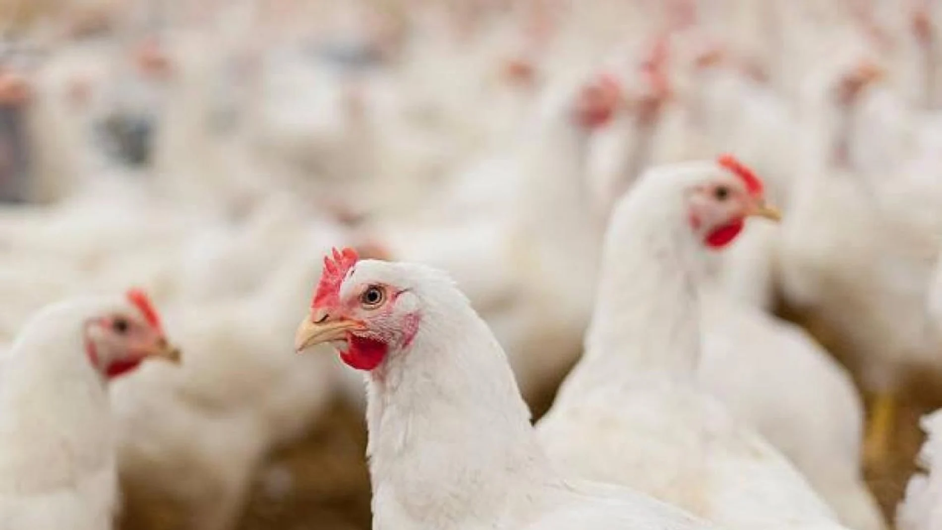 La gripe aviar remitirá en "máximo tres semanas" y no afectará a la cadena alimentaria