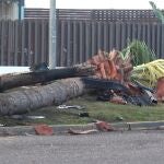 Así ha quedado el lugar del accidente de Cayetano Rivera: restos y palmeras derribadas tras dar positivo en alcoholemia