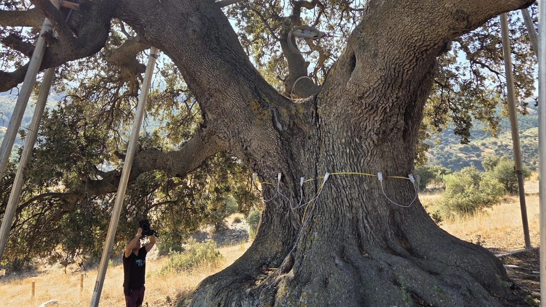 La Encina de la Peana, en Serón (Almería).REMITIDA / HANDOUT por Junta de AndalucíaFotografía remitida a medios de comunicación exclusivamente para ilustrar la noticia a la que hace referencia la imagen, y citando la procedencia de la imagen en la firma12/11/2025