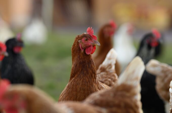 ¿Tienes gallinas o aves en España? Estas son las zonas con más riesgo de contagio por Gripe Aviar