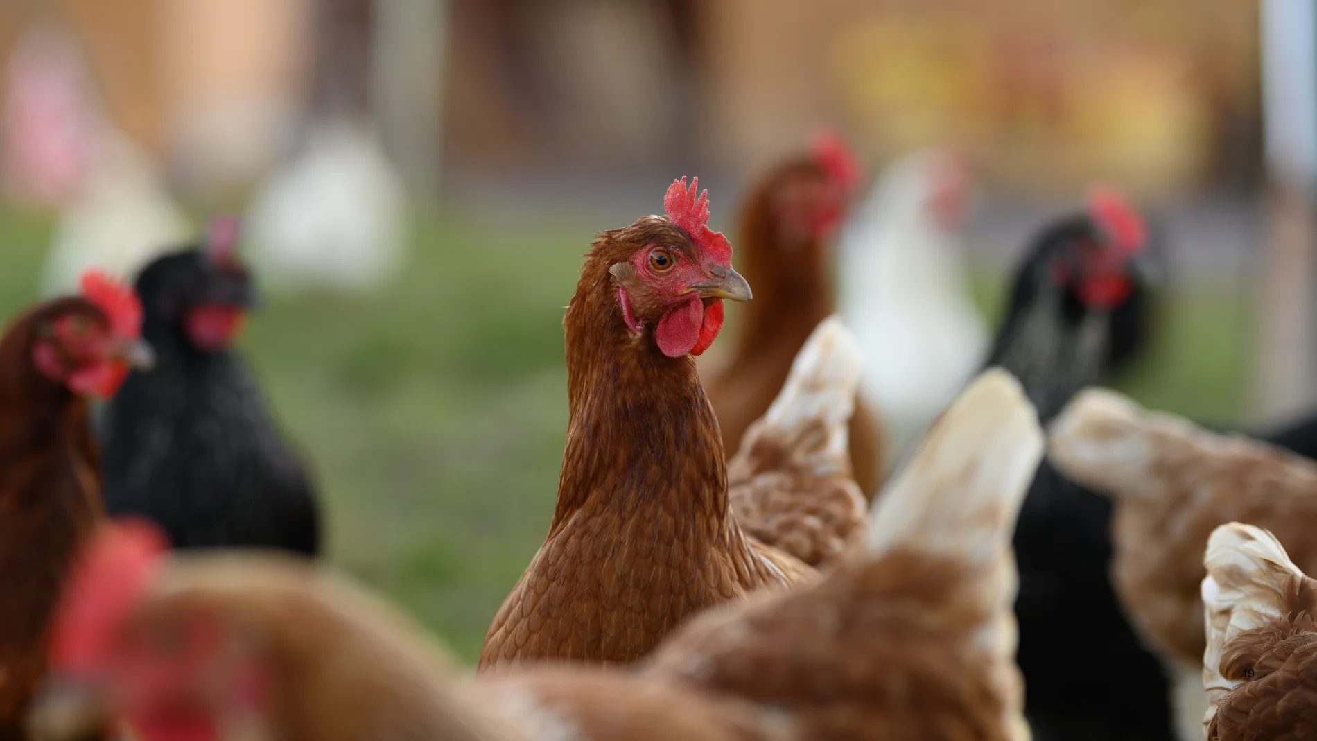 ¿Tienes gallinas o aves en España? Estas son las zonas con más riesgo de contagio por Gripe Aviar