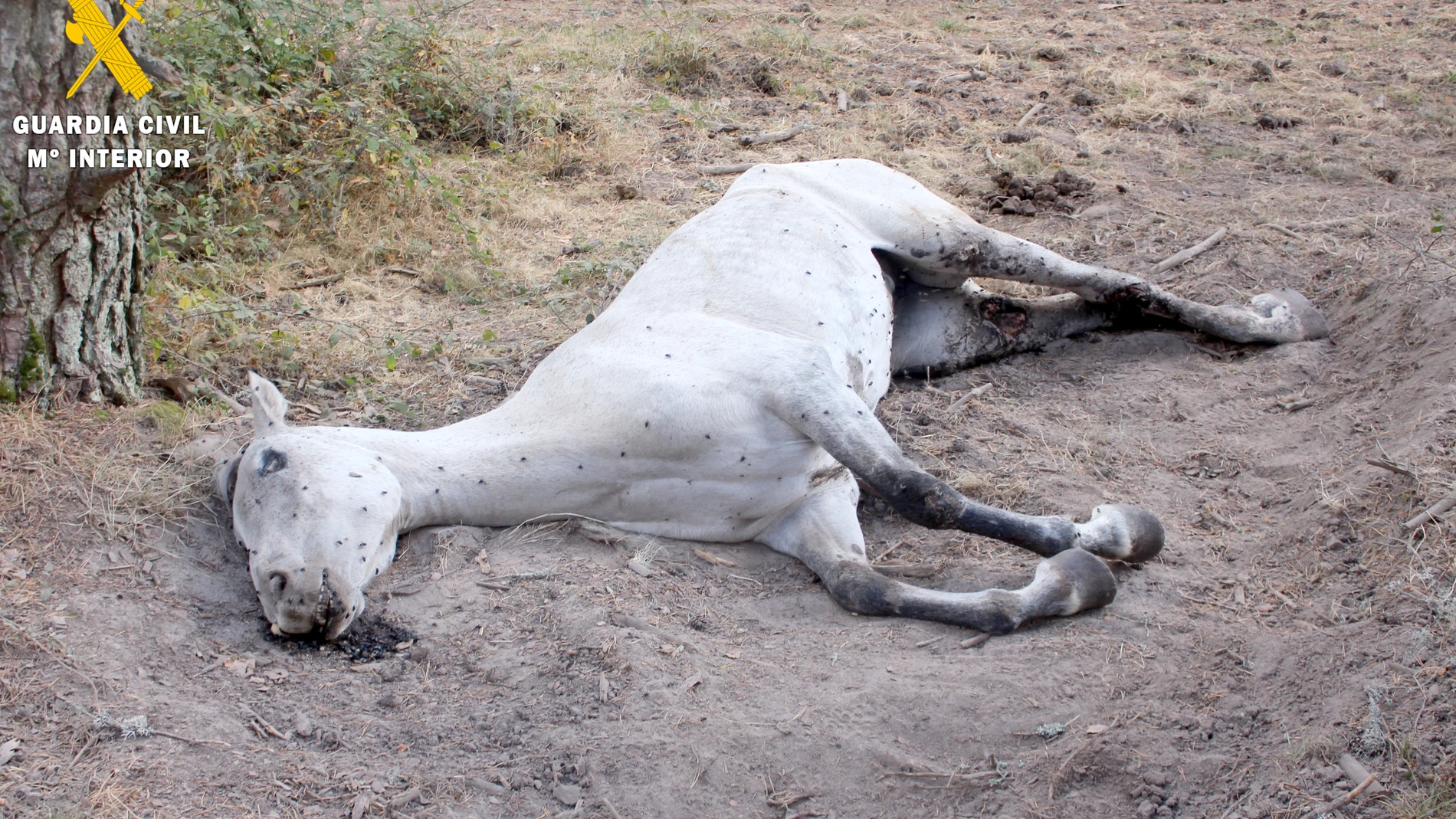 Así fue encontrado el animal en la finca