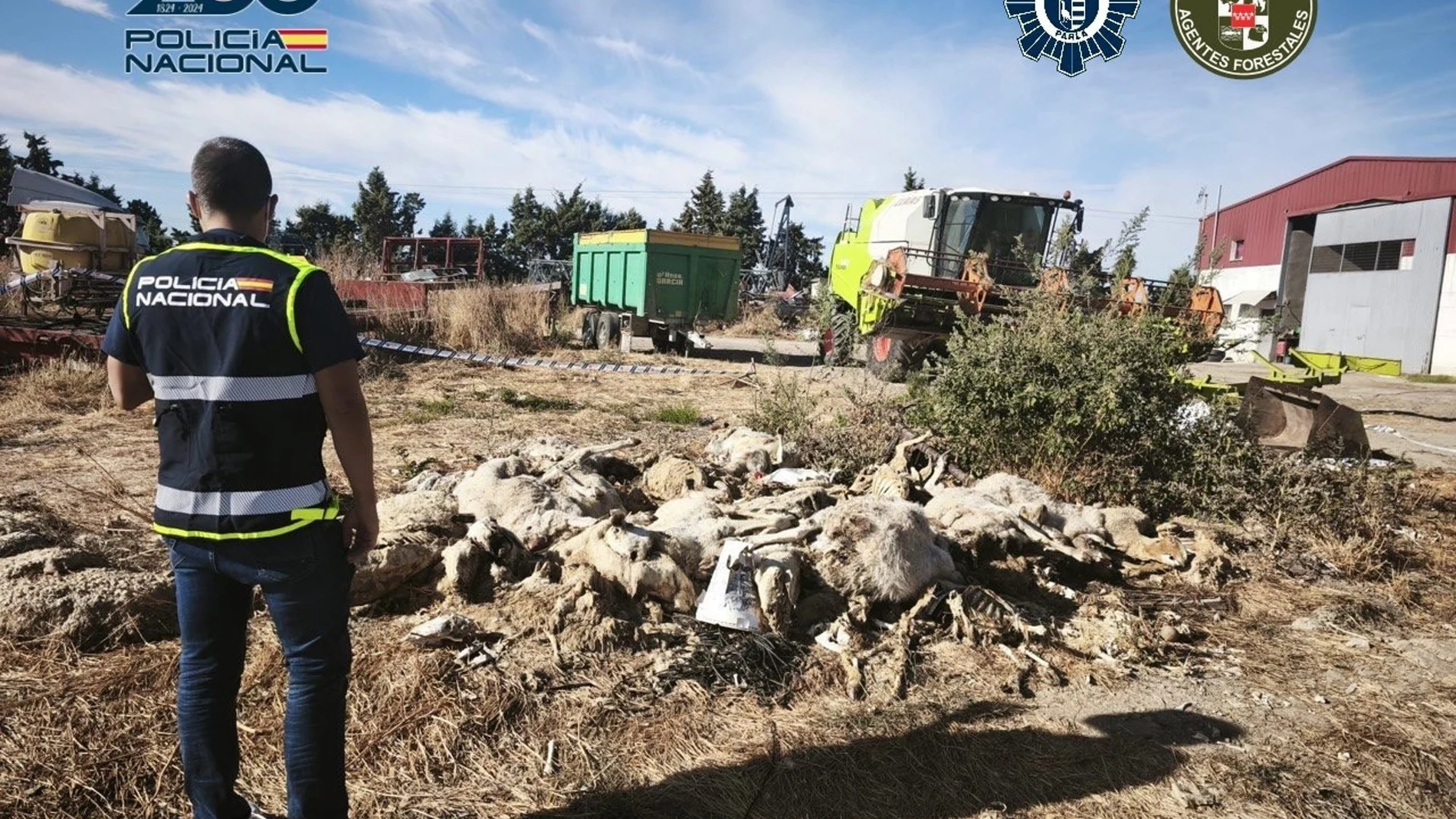 Detenido en Parla (Madrid) un hombre acusado de matar a 50 ovejas y maltratar a decenas más