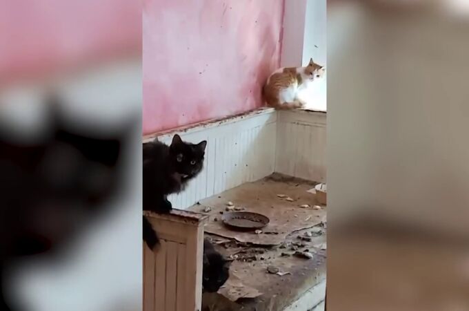 Así se han encontrado su hogar unos propietarios después de recuperar su casa ocupada