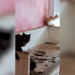 Así se han encontrado su hogar unos propietarios después de recuperar su casa ocupada