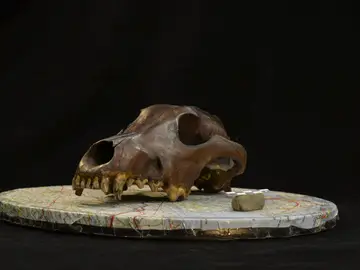 Fotografía de un cráneo de cánido arqueológico utilizada para la reconstrucción fotogramétrica de modelos 3D en el estudio. Fotografía de un cráneo de cánido arqueológico utilizada para la reconstrucción fotogramétrica de modelos 3D en el estudio.
