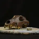 Fotografía de un cráneo de cánido arqueológico utilizada para la reconstrucción fotogramétrica de modelos 3D en el estudio.