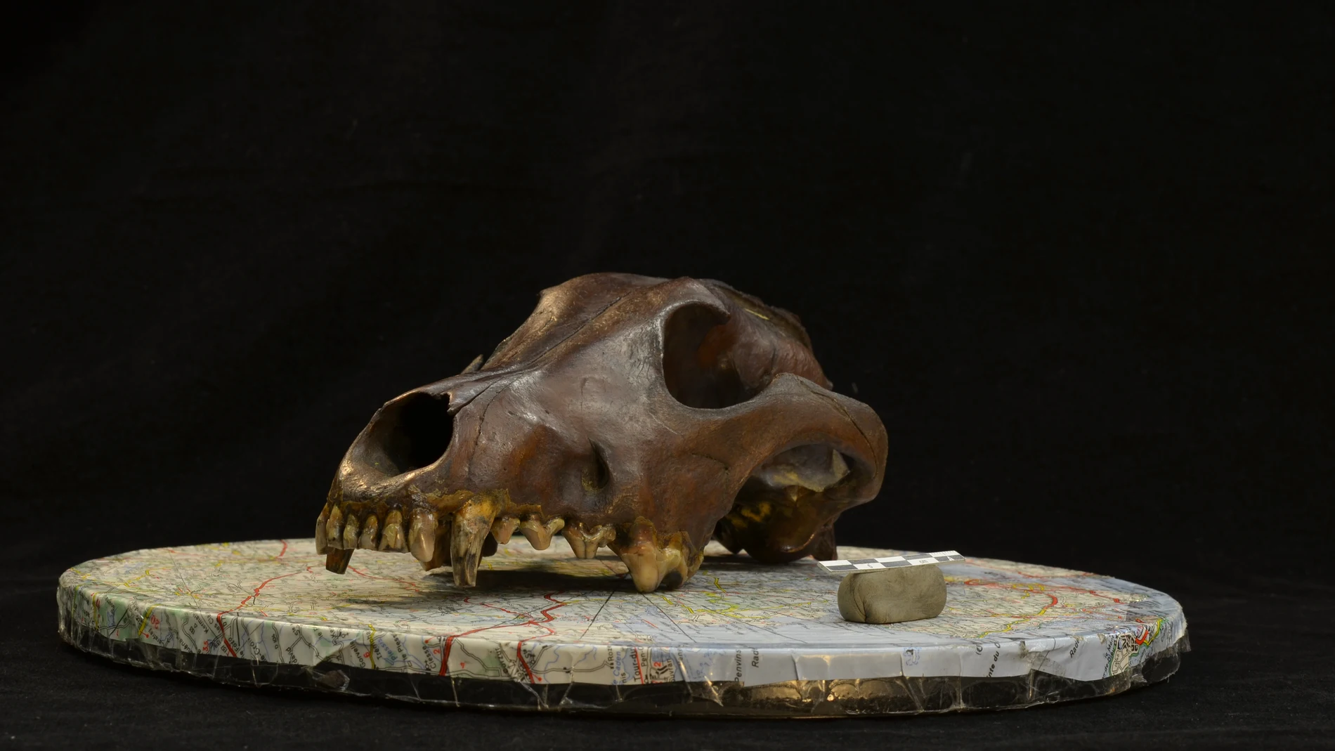 Fotografía de un cráneo de cánido arqueológico utilizada para la reconstrucción fotogramétrica de modelos 3D en el estudio.